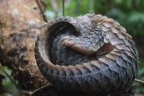 Tận mục động, thực vật quý hiếm ở Vườn quốc gia U Minh Hạ