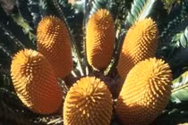 AI giúp tìm bạn đời cho loài thực vật cô đơn nhất Trái Đất