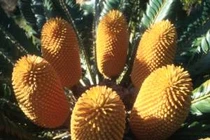 AI giúp tìm bạn đời cho loài thực vật cô đơn nhất Trái Đất