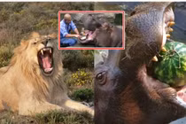 Bất ngờ loài động vật ăn cỏ có sức cắn mạnh nhất thế giới