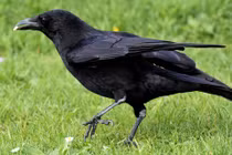 Nghiên cứu cho thấy quạ có thể biết đếm tiếng kêu của mình