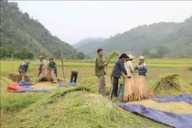 Độc đáo "mùa vàng" trong đại ngàn Pù Huống