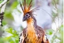 Độc lạ loài chim trong rừng Amazon trèo cây bằng cánh 