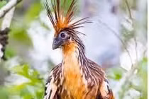 Độc lạ loài chim trong rừng Amazon trèo cây bằng cánh 