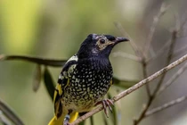 Loài chim quý hiếm nhất thế giới có thể tuyệt chủng vì quên cách hót