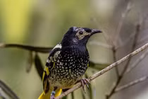 Loài chim quý hiếm nhất thế giới có thể tuyệt chủng vì quên cách hót