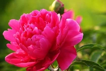 Trung Quốc lần đầu chế tạo kim cương từ hoa mẫu đơn đỏ