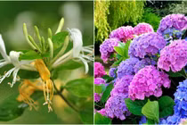 3 loại hoa mùa xuân phát lộc, dễ trồng đem lại sinh khí