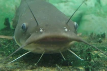 Loài cá bị hiểu lầm nhất Trung Quốc lại là nguồn protein tuyệt vời