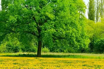 Vì sao nói trồng cây hướng đông, con cháu giàu có, thịnh vượng?