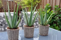 Đặt loại cây này trong phòng ngủ giúp lọc không khí