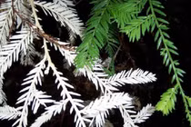 Hồng bạch tạng- loài cây sống như hồn ma 