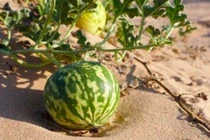 Tại sao không ai dám ăn dưa hấu mọc giữa sa mạc?