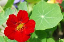 Trồng cây sen cạn trong chậu treo mang may mắn cho gia đình