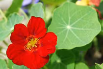 Trồng cây sen cạn trong chậu treo mang may mắn cho gia đình