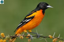 Tại sao mùa đông loài chim di cư luôn bay về phương Nam?