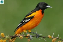 Tại sao mùa đông loài chim di cư luôn bay về phương Nam?