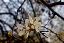 Đến Y Tý, đắm mình trong sắc trắng tinh khôi của hoa sơn tra