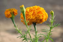 Cúc vạn thọ trồng thế nào để không phạm phong thủy?