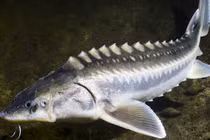 Loài động vật cùng thời với khủng long nay vẫn có ở Việt Nam