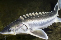 Loài động vật cùng thời với khủng long nay vẫn có ở Việt Nam