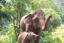 Nguyên nhân dẫn đến mối xung đột giữa con người và voi châu Á