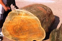Đào được khúc gỗ, không ngờ vớ ngay báu vật 650 tỷ đồng