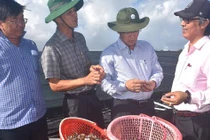 Nuôi ốc hương dưới ao bạt, nông dân Bạc Liêu bán 420.000 đồng/kg