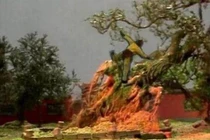 Bí ẩn rùng rợn về cây nhân sâm ở Ngũ Trang Quán 