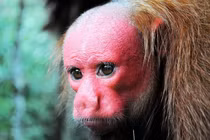 Loài khỉ xấu xí nhất thế giới trước nguy cơ tuyệt chủng 