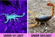 16 sự thật động trời về động vật có thể bạn chưa biết