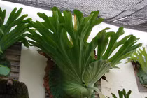 Cây cảnh trồng trong nhà, lá càng to, lộc càng vượng