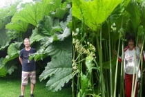 Vùng đất đặc biệt tại Nga, cây cối phát triển đột biến