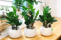 Người mệnh này không nên trồng Kim Tiền kẻo tán gia bại sản