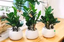 Người mệnh này không nên trồng Kim Tiền kẻo tán gia bại sản