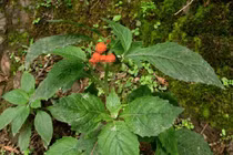 Rau tàu bay- loài rau dại được ví như nhân sâm của người nghèo