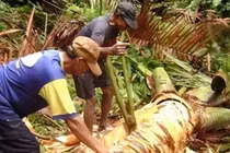 Bí ẩn loài dừa không ra quả, nhưng có thể nuôi sống con người