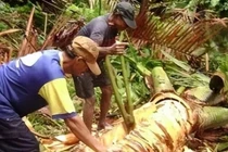 Bí ẩn loài dừa không ra quả, nhưng có thể nuôi sống con người