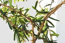 Trồng cây thần xạ, nông dân Gia Lai thu hàng trăm triệu