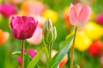 Từ tháng 2, ba con giáp lên như diều gặp gió