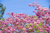 Hoa kèn hồng ở Sóc Trăng nở sớm, nhuộm hồng cả con đường