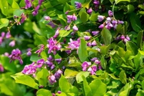 Mê đắm mùa hoa thàn mát tím trên bán đảo Sơn Trà