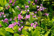 Mê đắm mùa hoa thàn mát tím trên bán đảo Sơn Trà