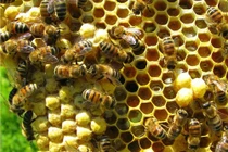 Làm chuồng xinh dụ ong rừng về vườn, nông dân Điện Biên "trúng đậm"