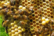 Làm chuồng xinh dụ ong rừng về vườn, nông dân Điện Biên "trúng đậm"