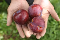 Giết sâu bọ kiểu nhà giàu: Tết Đoan Ngọc cháy hàng mận khổng lồ, đào Hàn Quốc bạc triệu