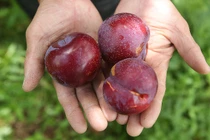 Giết sâu bọ kiểu nhà giàu: Tết Đoan Ngọc cháy hàng mận khổng lồ, đào Hàn Quốc bạc triệu