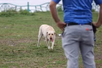 Video: Chó thả rông, không rọ mõm vẫn 'tung hoành' ở Hà Nội