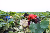 Ao rộng không nuôi cá tôm mà thả thứ này lại nhanh thành đại gia