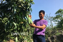 Sống nơi heo hút nhưng giàu kếch xù nhờ trồng 2ha xoài “khổng lồ"